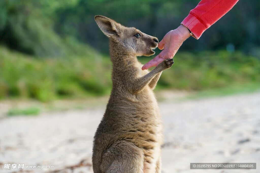 人喂袋鼠互动瞬间