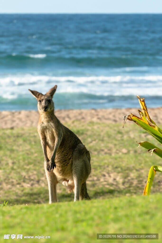 海边站立的袋鼠