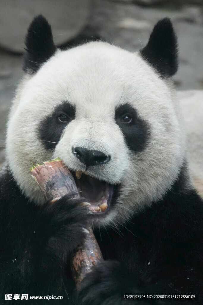 熊猫开心进食竹子