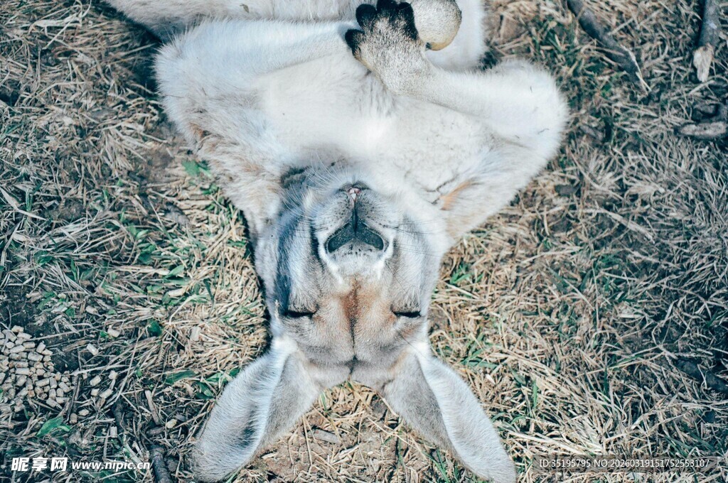 草地上惬意躺着的可爱兔子