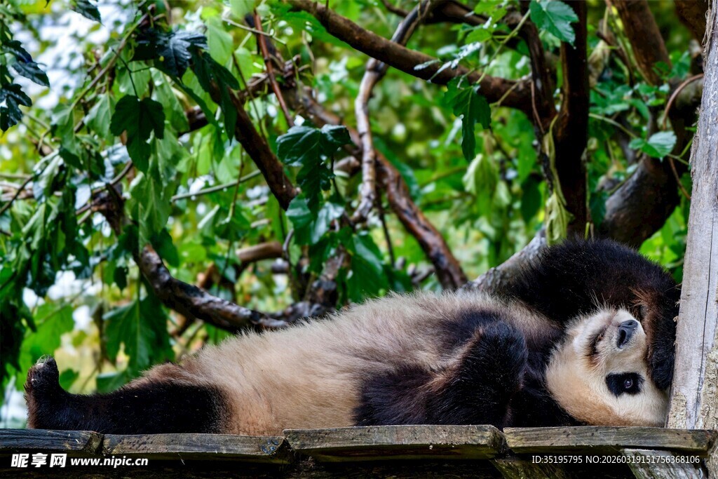 悠闲熊猫躺卧于绿荫下