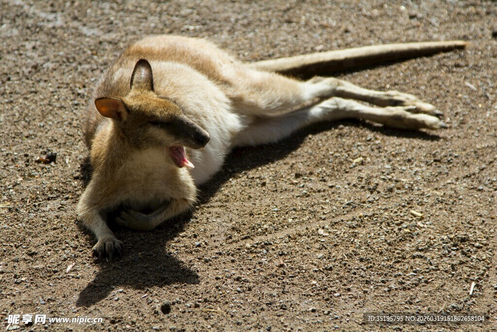 趴着休息的小狮子