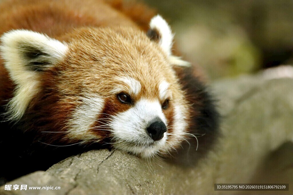 小熊猫慵懒休憩