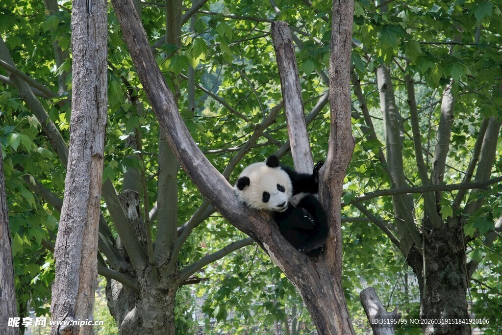熊猫惬意栖于林间树枝