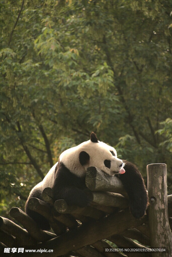 林间休憩的可爱大熊猫