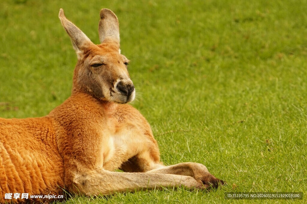 休憩的袋鼠