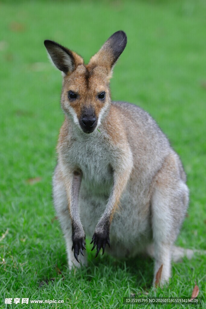 草地上的袋鼠
