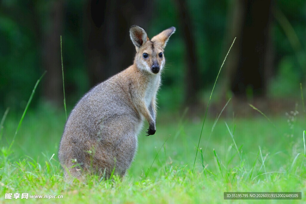 草地上站立的可爱小袋鼠