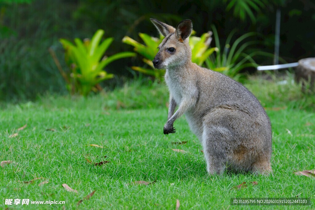 草地上站立的灰色小袋鼠
