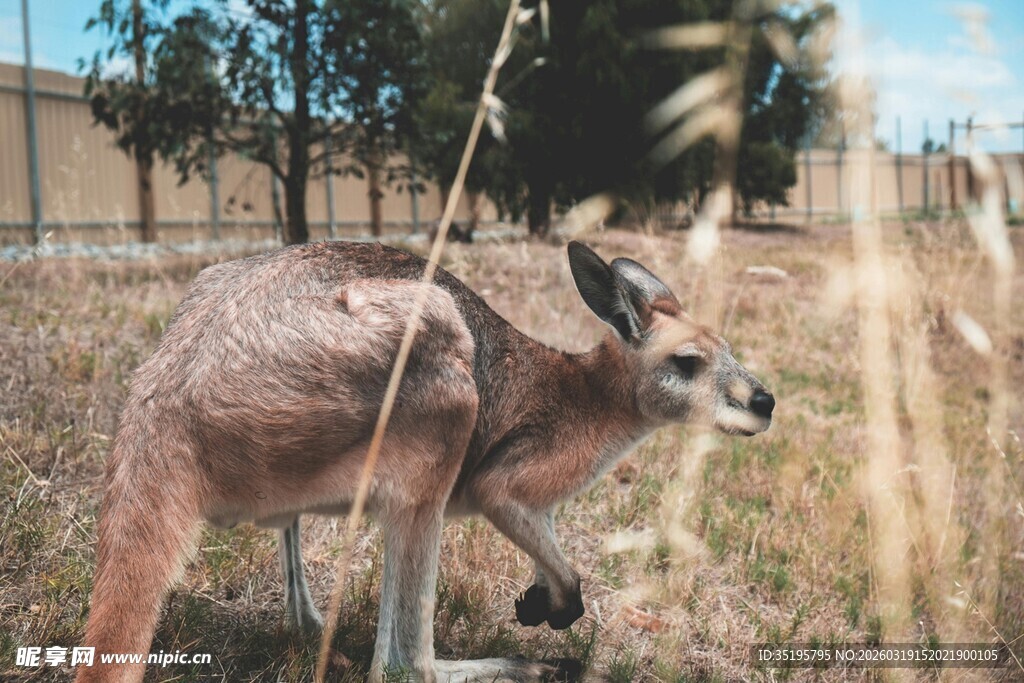 野外站立的棕色袋鼠
