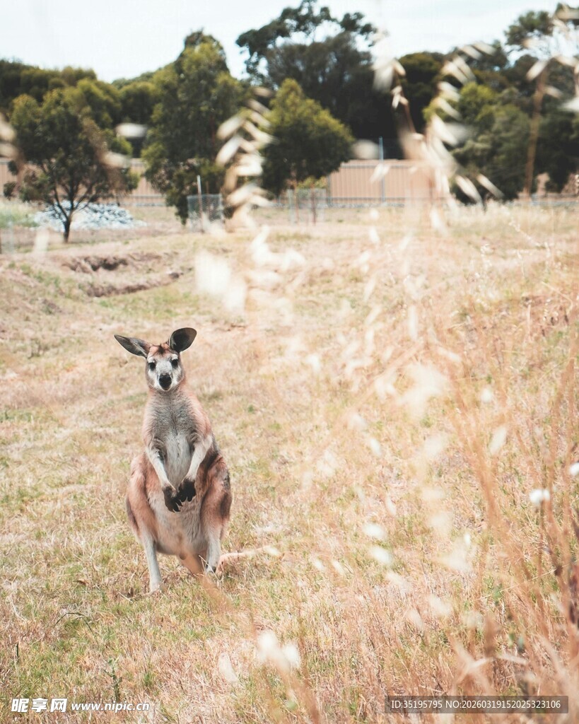 草原上的袋鼠