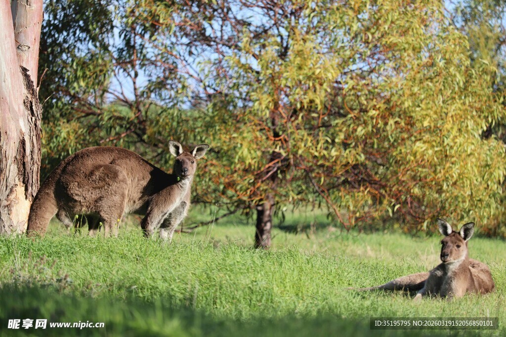 草地上休憩的几只野生动物