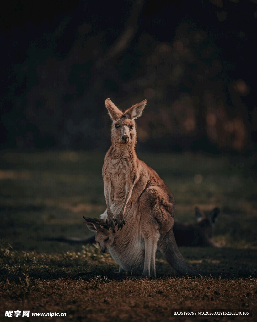 野外站立的袋鼠