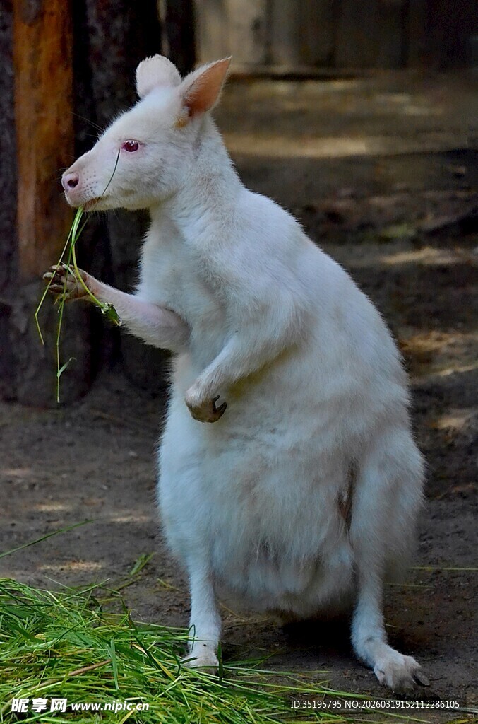 白色袋鼠站立进食