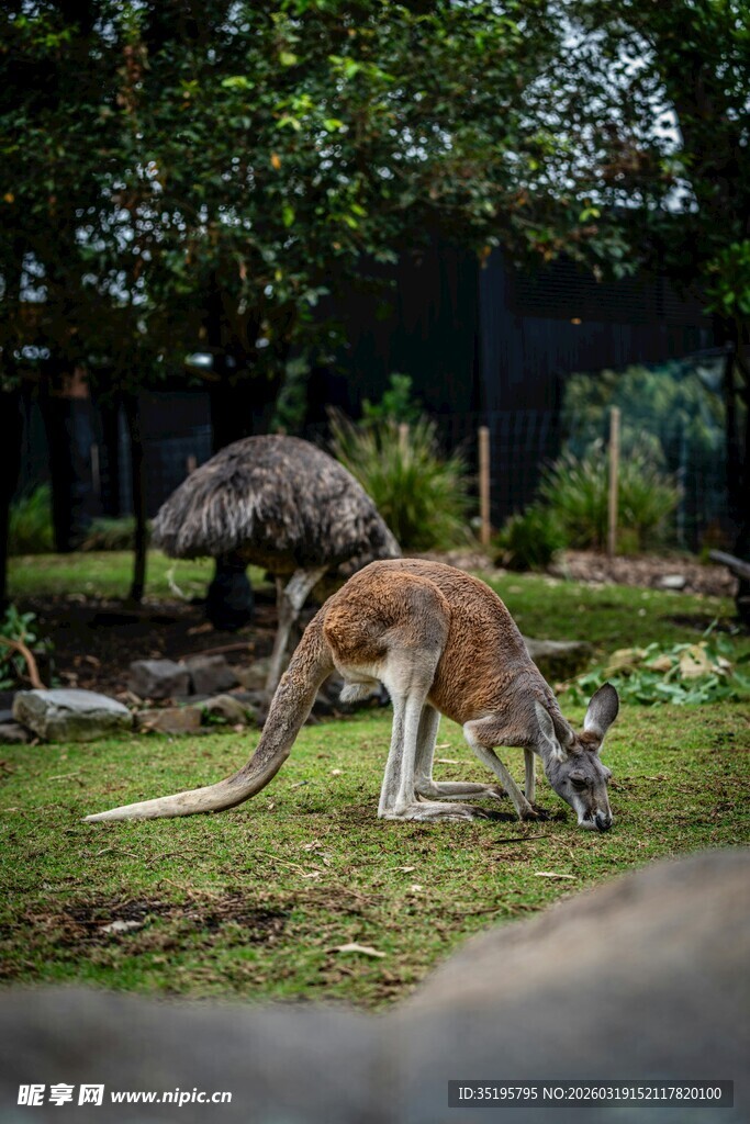 草地上的袋鼠与鸸鹋