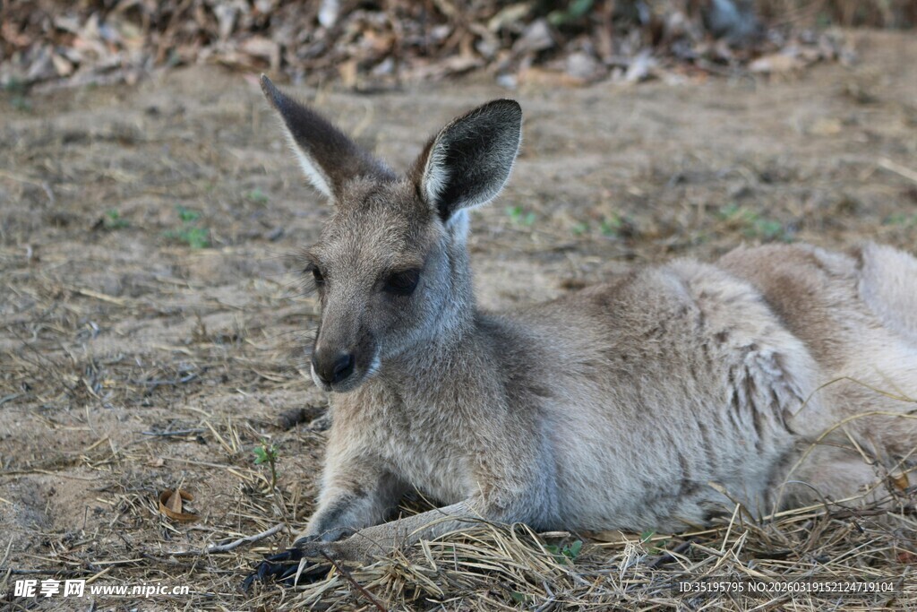 休憩的袋鼠