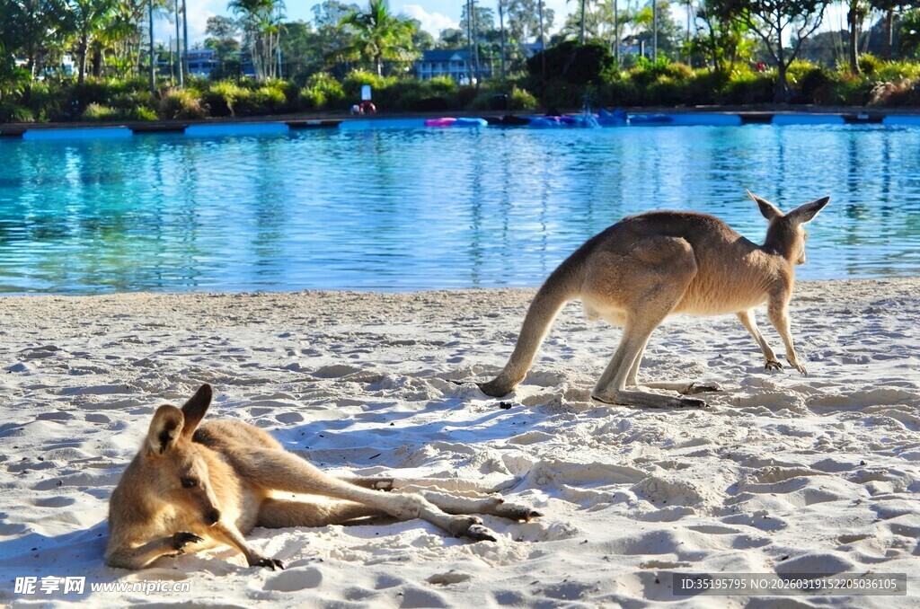 沙滩上的袋鼠与泳池美景