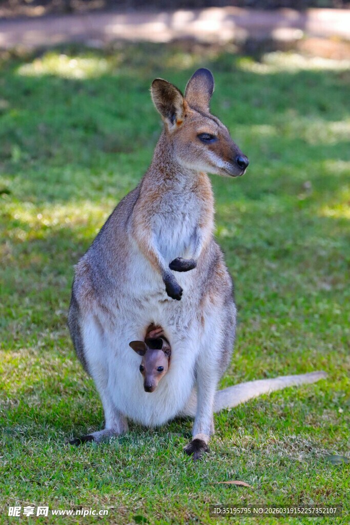 袋鼠妈妈与育儿袋中的幼崽