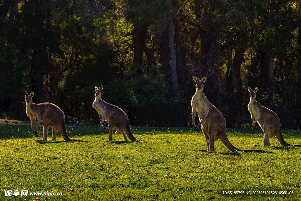 草地上的几只袋鼠