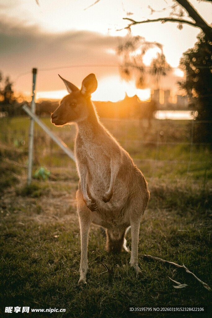 夕阳下站立的袋鼠