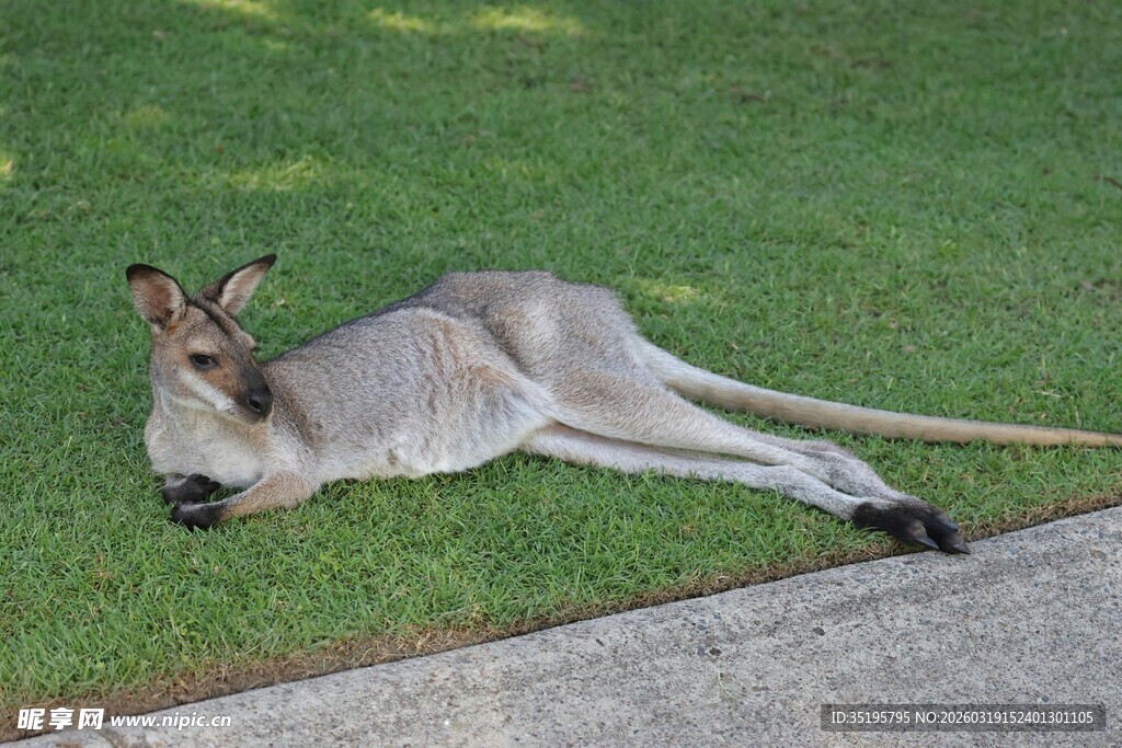 草地上休憩的袋鼠