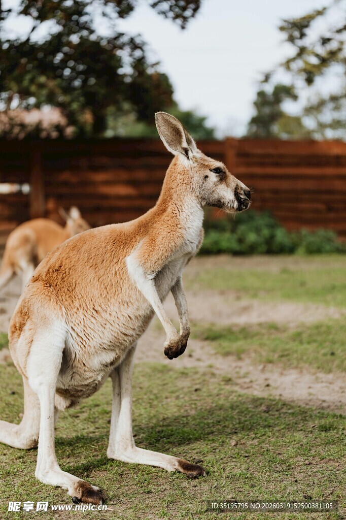 草地上站立的两只袋鼠