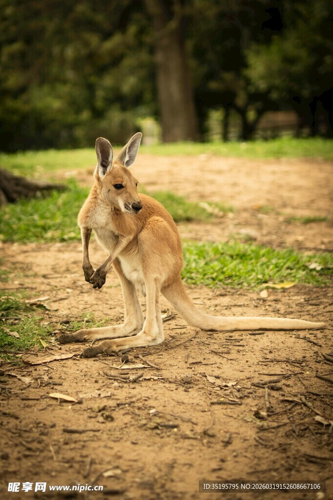 野外跳跃的袋鼠