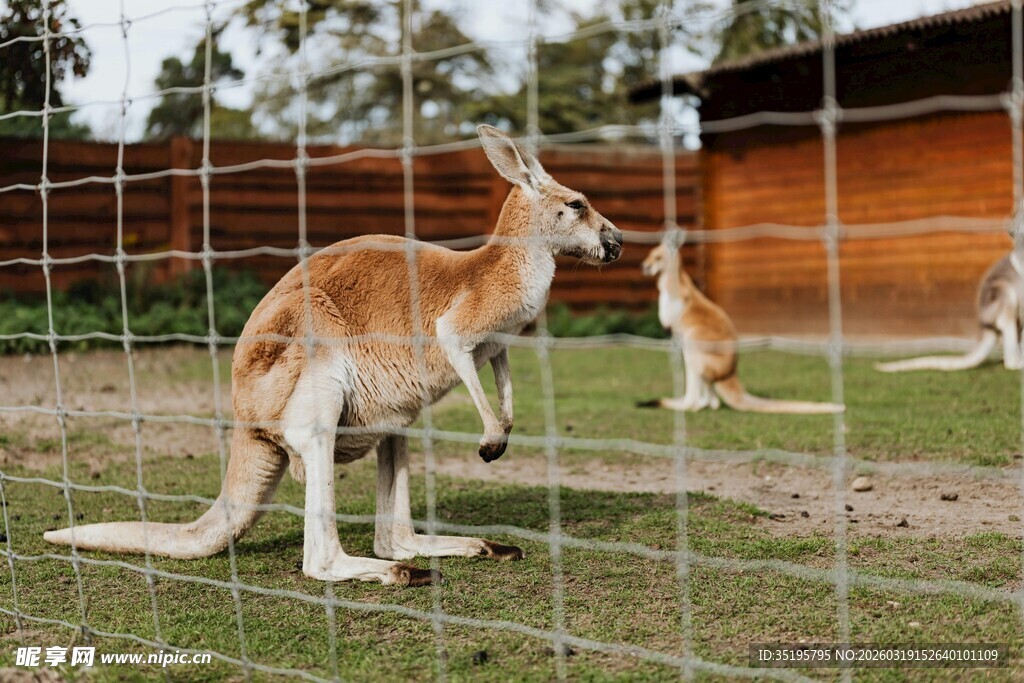 围栏内的几只袋鼠