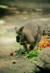 袋鼠进食新鲜蔬果