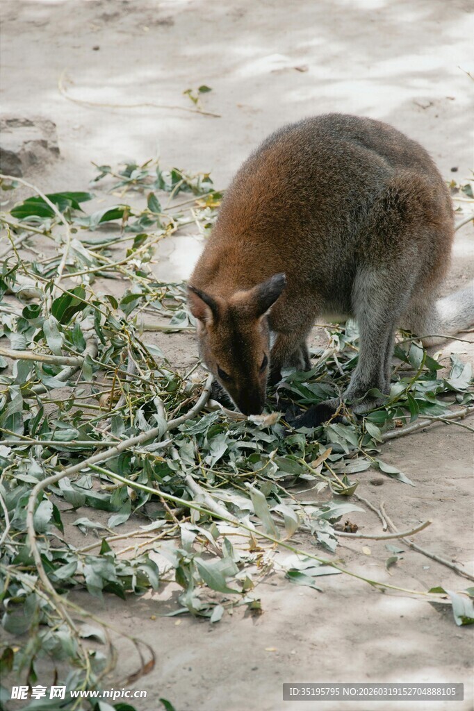 猴子低头吃地上植物