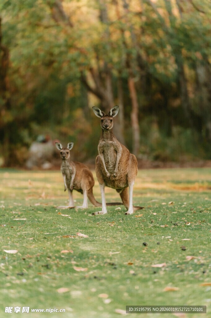 草地上的两只袋鼠