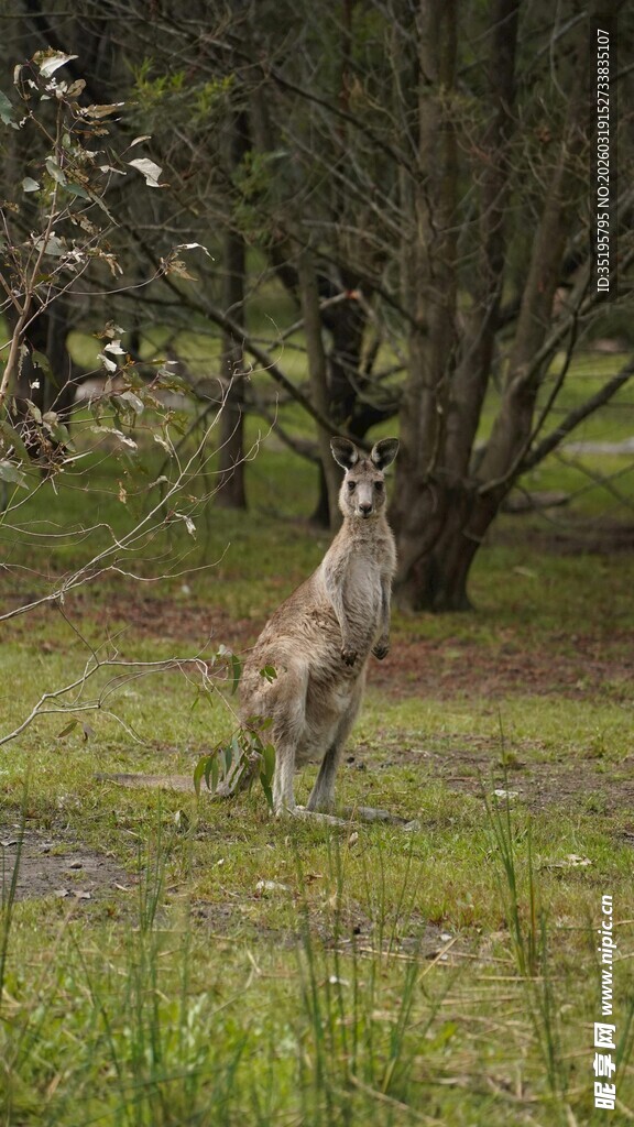 野外站立的袋鼠