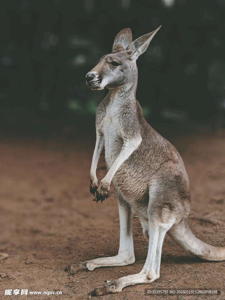 站立的袋鼠