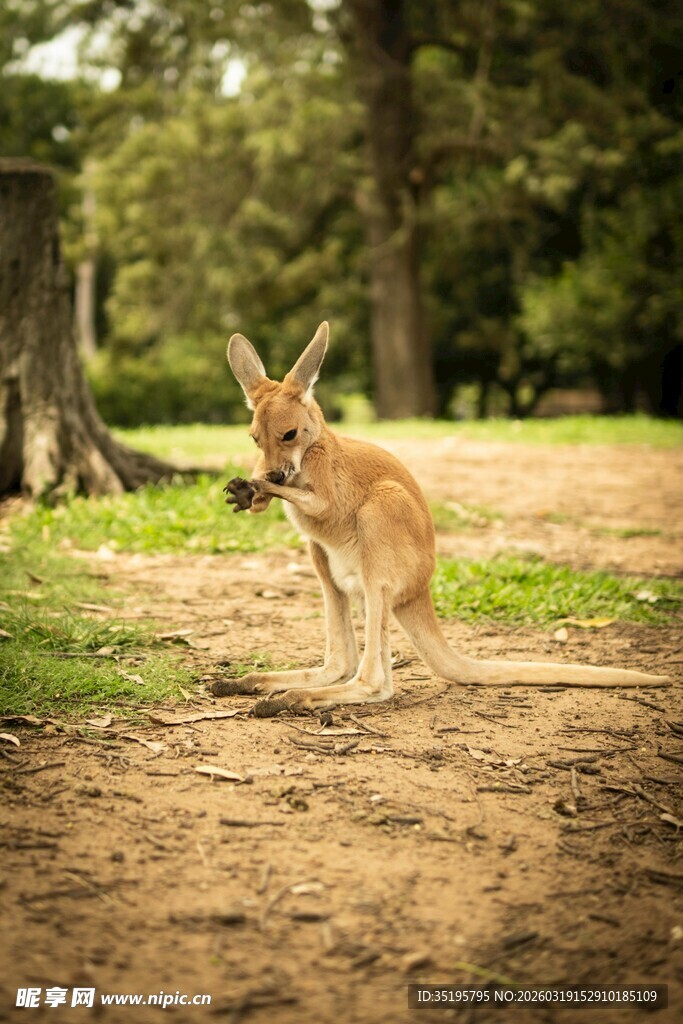 林间可爱小袋鼠