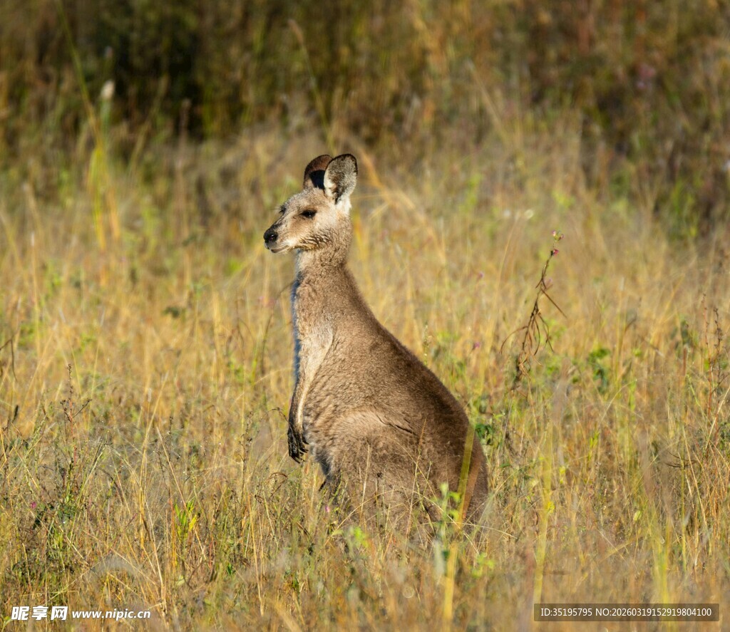 草原上站立的袋鼠