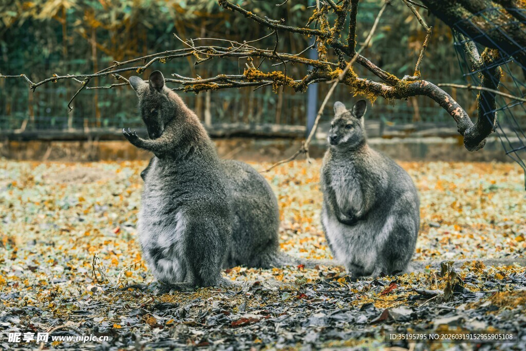 两只袋鼠于秋日场景中
