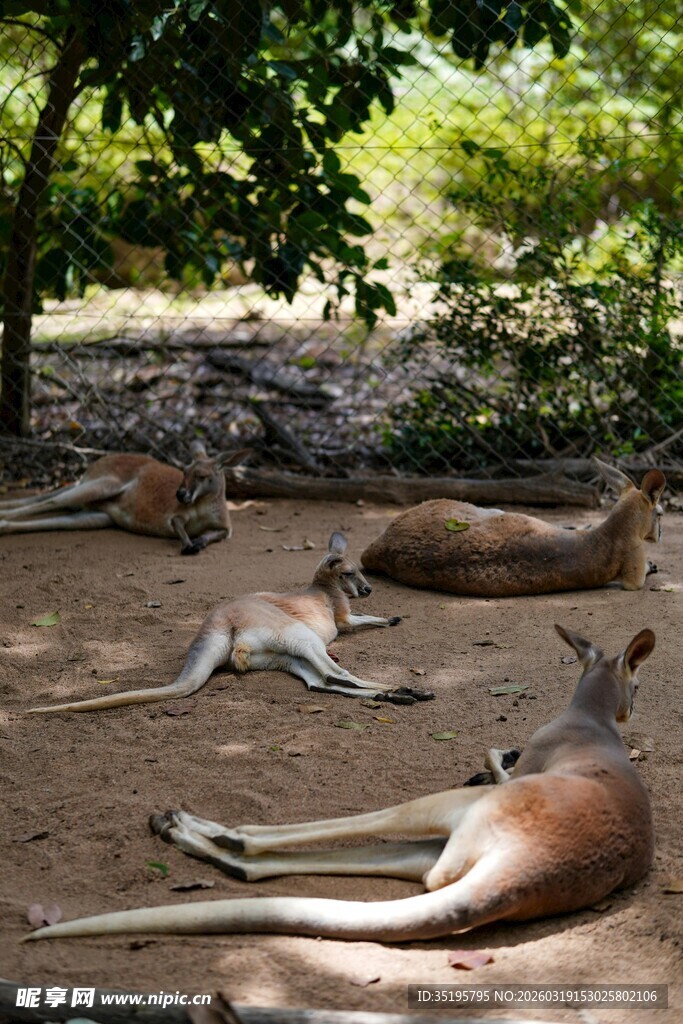 树荫下休憩的几只袋鼠