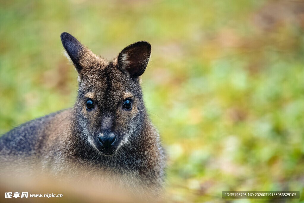 野外的一只袋鼠