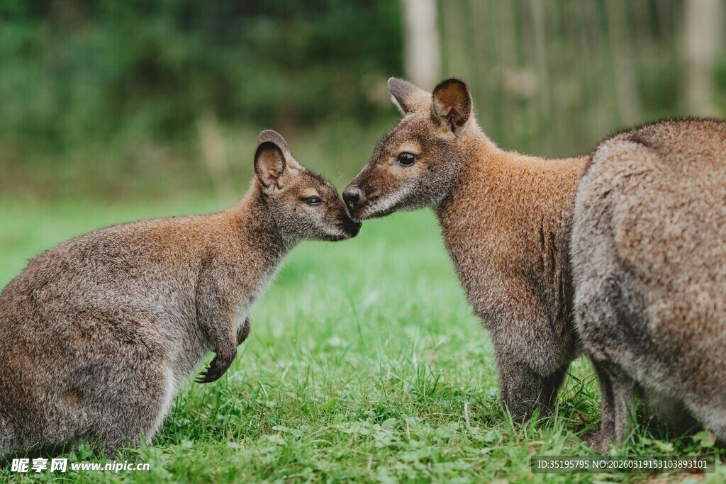 草地上亲昵的两只小袋鼠