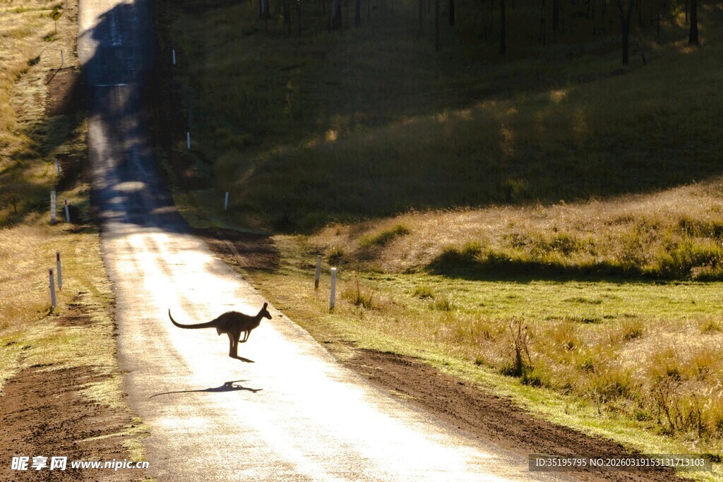 袋鼠在乡间道路上跳跃
