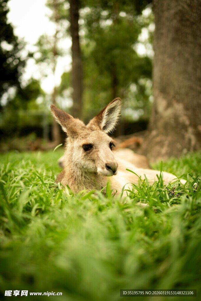 草地上休憩的小鹿