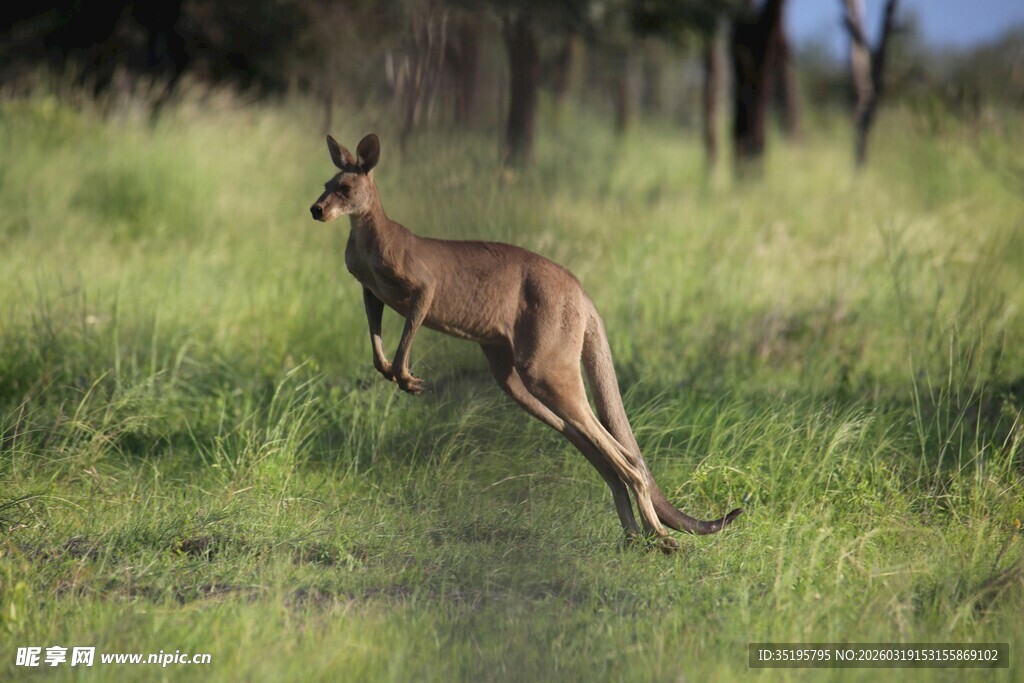 草地上跳跃的袋鼠