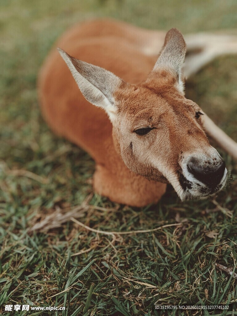 草地上休憩的可爱小鹿