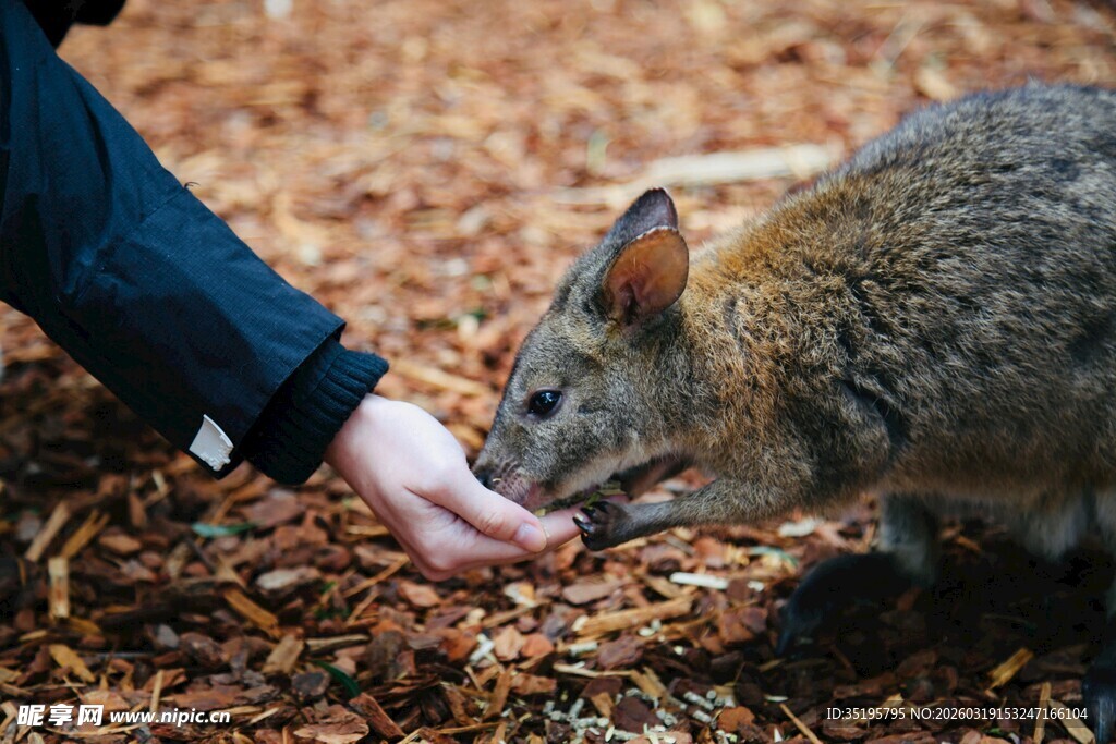 人与狐互动温馨瞬间