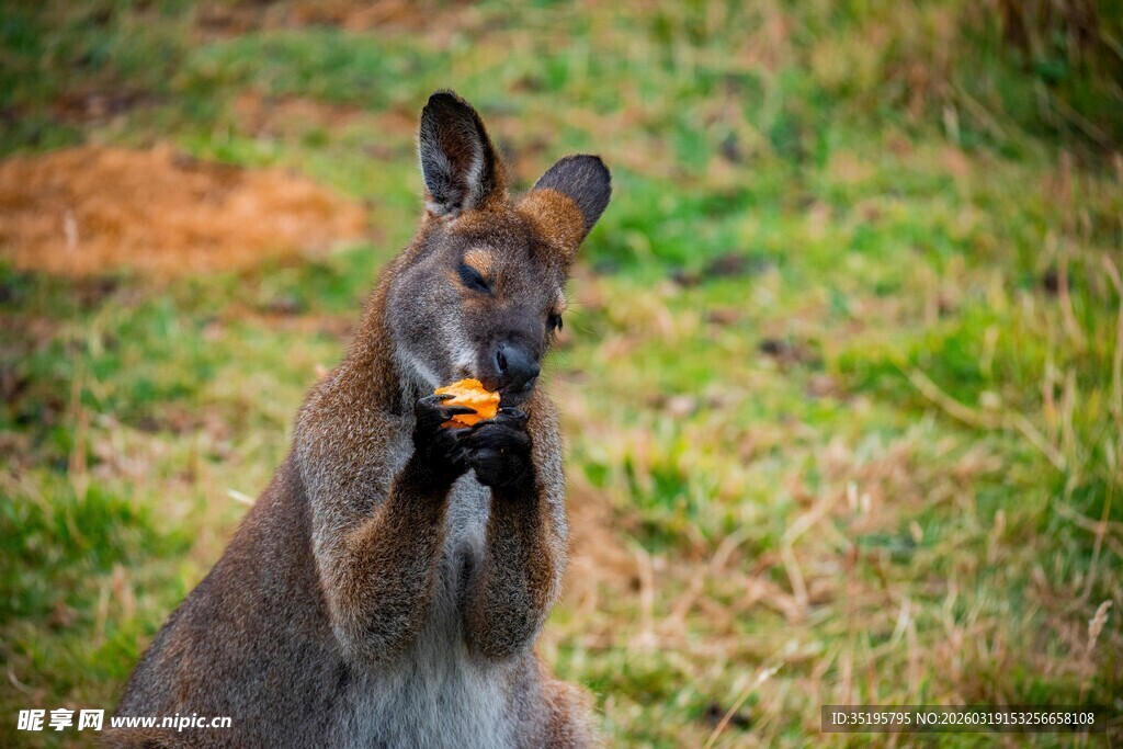 站立进食的袋鼠