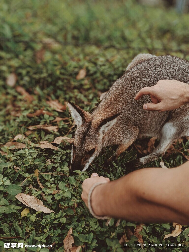 伸手喂袋鼠的温馨瞬间