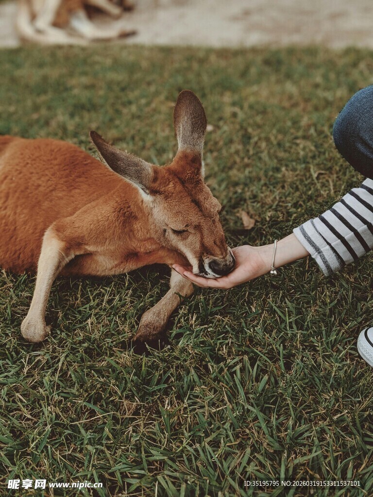 人与袋鼠亲密互动瞬间