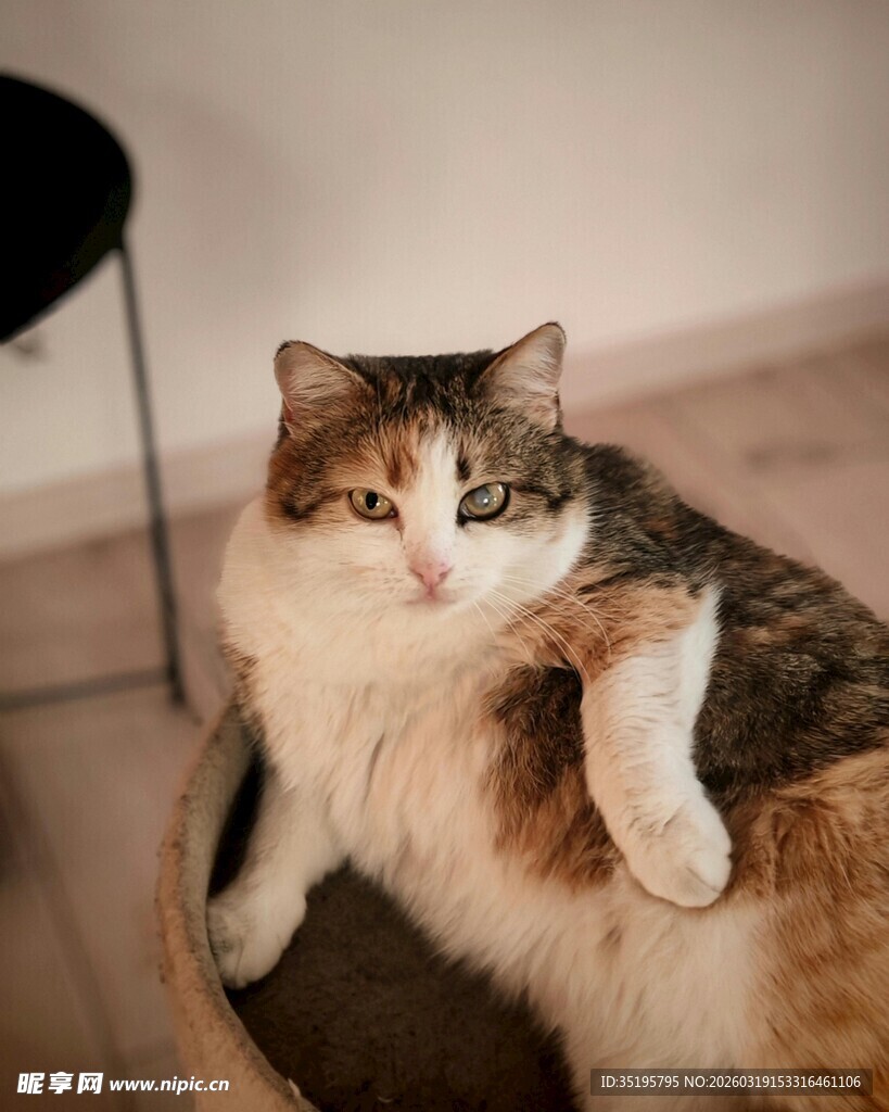 慵懒猫咪惬意躺姿