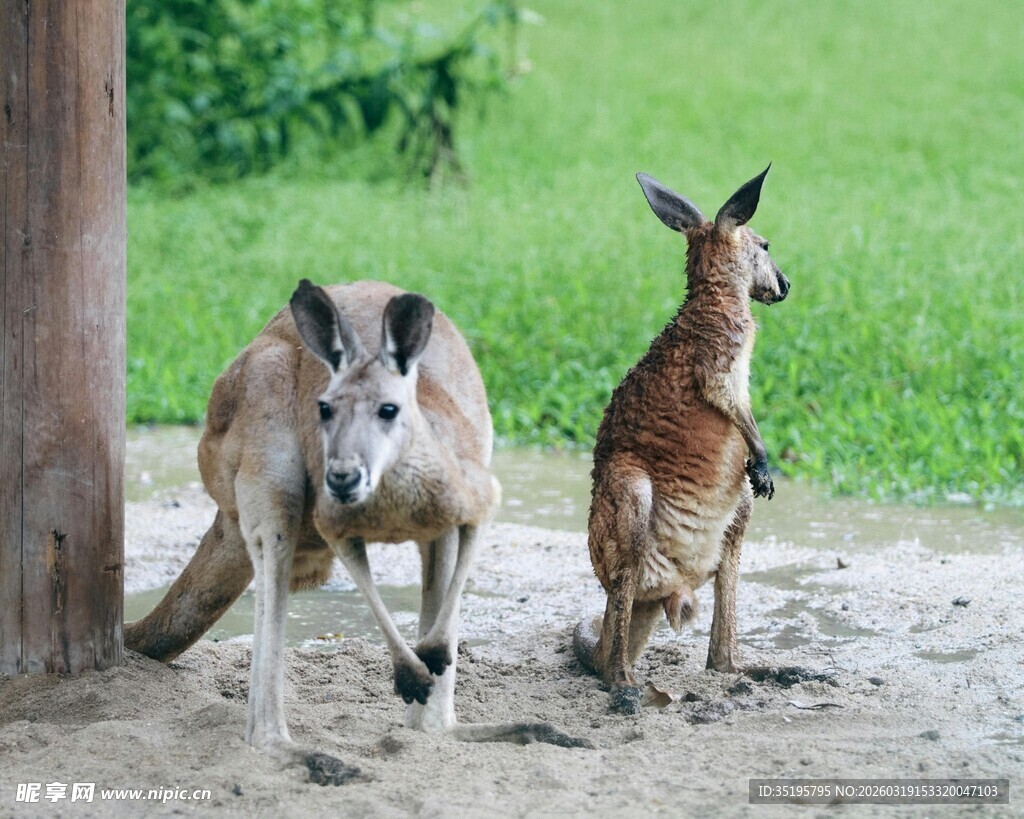 两只袋鼠站立在户外
