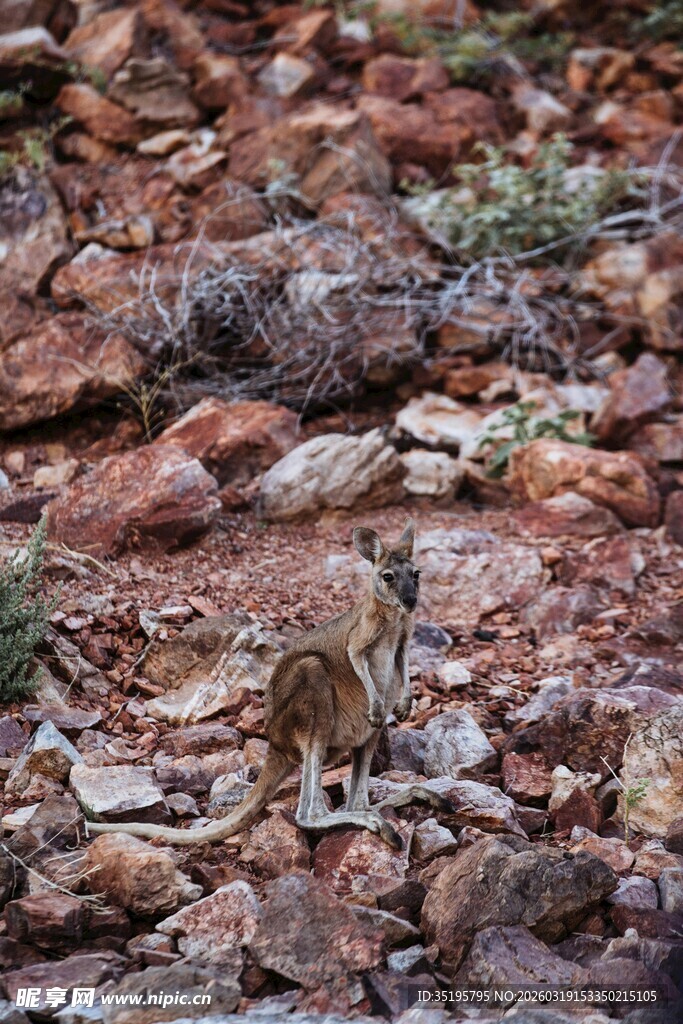 岩石间的小型野生动物